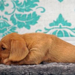 Basset Fauve de Bretagne and Miniature American Shepherd Puppies from 4 Clovers Kennel