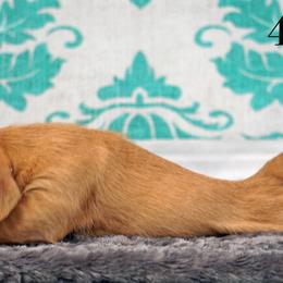 Basset Fauve de Bretagne and Miniature American Shepherd Puppies from 4 Clovers Kennel