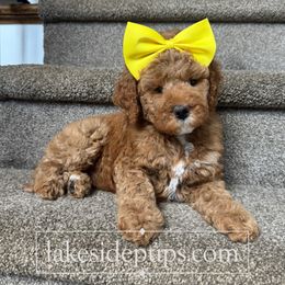 Yellow Girl - Apricot female Goldendoodle puppy in Dacula, Georgia from Lakeside Pups