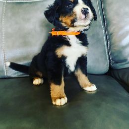 Bernese Mountain Dog Puppies from Blue Ridge Bernese