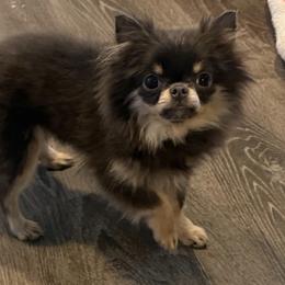 Willow - Blue and tan female Chihuahua puppy in Newport Beach, California from Exotic City Pomeranians and chihuahuas