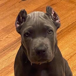 Cane Corso and Doberman Pinschers from Ward's Dobermans and Corsos