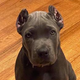 Cane Corso and Doberman Pinschers from Ward's Dobermans and Corsos