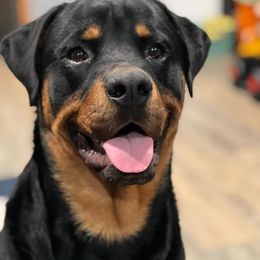 American Bully and Rottweiler All Grown Up from White's K9 Connection