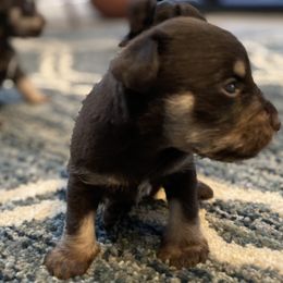 Miniature Schnauzer Puppies from Booms baby