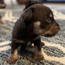 Miniature Schnauzer Puppies from Booms baby