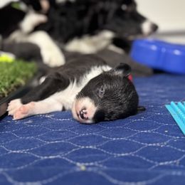 Border Collie Puppies from Ferry Hill Farm