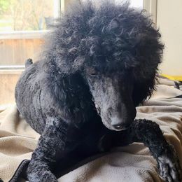 Willow - Poodle