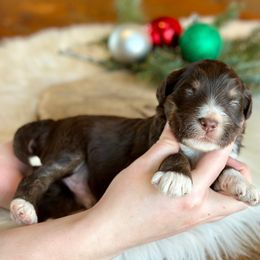 Stetson - Red tri-color male Aussiedoodle puppy in Lancaster, Minnesota from Finney Ranch
