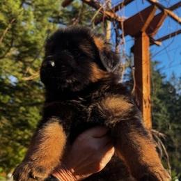 Boston - Black and red male German Shepherd puppy in Snohomish, Washington from Wataha Shepherds