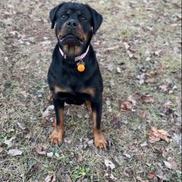 Athena - Black and mahogany female Rottweiler puppy in Birmingham, Alabama from K&B Rotts