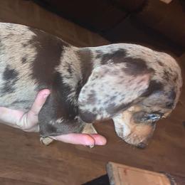 Dachshund Puppies from Rich’s beautiful dachshunds