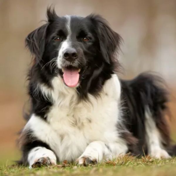 Border Collie