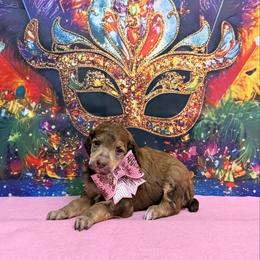 Pink - Sable female Poodle puppy in Houma, Louisiana from Smart Azz Poodles