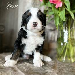 Bernedoodle Puppies from Hudson Shore Bernedoodles