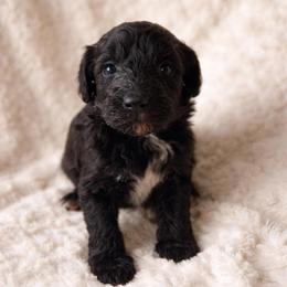 Evie - Parti female Goldendoodle puppy in Warrensburg, Missouri from Supreme Doodles