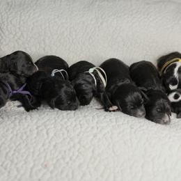 Bernedoodle puppies from TOP NOTCH PUPS- BERNEDOODLE BREEDER