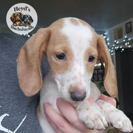 Carmela - Cream female Dachshund puppy in Hoquiam, Washington from Heyd's Mini Dachshunds