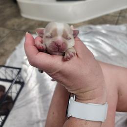 Cream boy - Cream and white male Shih Tzu puppy in Sapulpa, Oklahoma from Faith Hope and Love Shih Tzu's