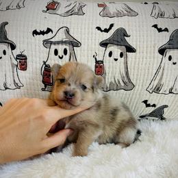 Whiskey - Merle male Pomsky puppy in Greenville, South Carolina from Thicketty Mountain Pomskies