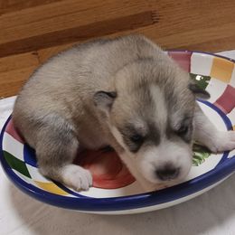 Ren - Gray and white female Siberian Husky puppy in Middlebury, Vermont from Rebel Huskys