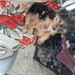 Gucci - Black and tan male Yorkshire Terrier puppy in Jacksonville, Arkansas from Royal Yorkie Terrier