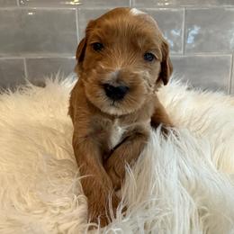 Sable - Red  female Goldendoodle puppy in Pine Grove, California from Lundee Doodles