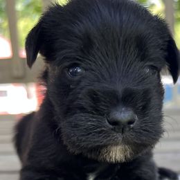 Girl 1 - Black Miniature Schnauzer puppy in Dunkirk, Indiana from Walker's Schnauzers