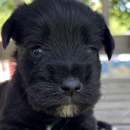 Girl 1 - Black Miniature Schnauzer puppy in Dunkirk, Indiana from Walker's Schnauzers