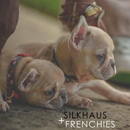 French Bulldogs from Silkhaus+Frenchies