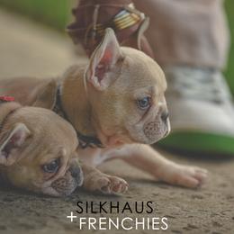French Bulldogs from Silkhaus+Frenchies