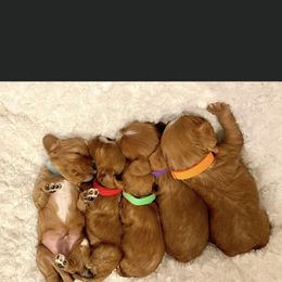 Cavalier King Charles Spaniel and Cavapoo Puppies from Texas Cavalier King Charles Spaniels Manard Enterprises