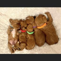 Cavalier King Charles Spaniel and Cavapoo Puppies from Texas Cavalier King Charles Spaniels Manard Enterprises