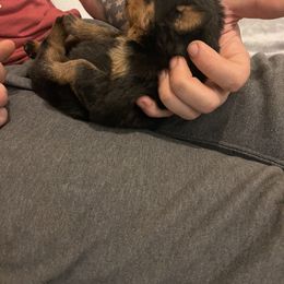 Rottweiler Puppies from Vom Allegiance Haus