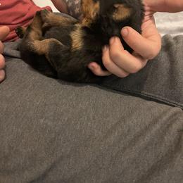 Rottweiler Puppies from Vom Allegiance Haus