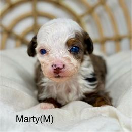 Marty - male Australian Mountain Doodle puppy in Sterling, Colorado from North 40 Doodles