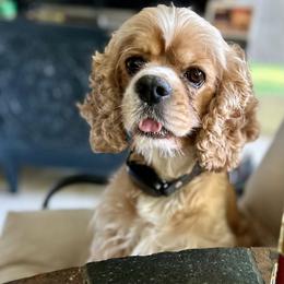 Hank - Buff and white male Cocker Spaniel puppy in Covington, Louisiana from MyKy Puppies