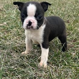 Chip - Black brindle and white male Boston Terrier puppy in Fillmore, Illinois from Wind Hill Puppies