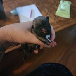 Tiny boy - Fawn male Pug puppy in Tacoma, Washington from Precious Princess Pugs