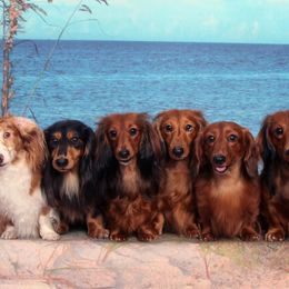 Dachshunds from Kenmar Hounds