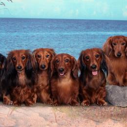Dachshunds from Kenmar Hounds