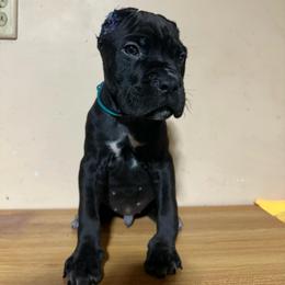 Adriano - Black male Cane Corso puppy in Houston, Texas from Mortaio Cane Corso