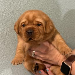 America (Purple) - Yellow female Labrador Retriever puppy in Cantonment, Florida from Deep South Labrador Retrievers LLC