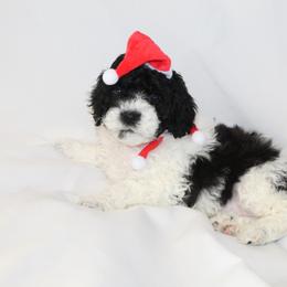 Bernedoodle, Cavapoo, and Poodle Puppies from Liberty Farms Puppies