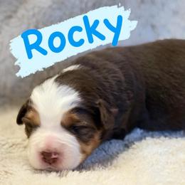 Rocky - Red tri male Miniature Australian Shepherd puppy in South Central, Pennsylvania from Windy Hills Mini Aussies & Doodles