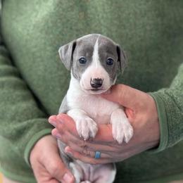 Girl 3 - Blue female Italian Greyhound puppy in Sugar Valley, Georgia from Pinnacle Farm and Kennel