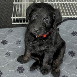 Miss Red - Black female Labradoodle puppy in Lebanon, Pennsylvania from Robertson's Retrievers and Doodles
