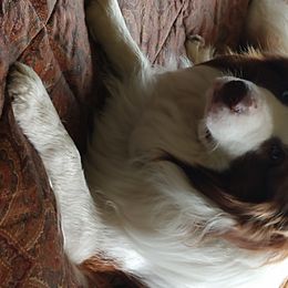 Chance - Border Collie