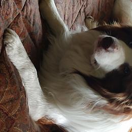 Chance - Border Collie