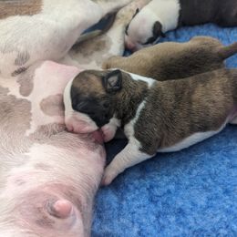 American Staffordshire Terrier Puppies from Buckeye Amstaffs